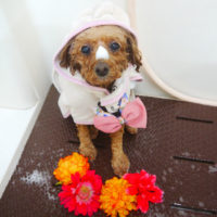 【本店】2020年10月2日のワンちゃん達♪