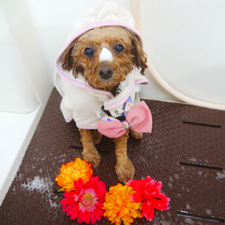 【本店】2020年10月2日のワンちゃん達♪