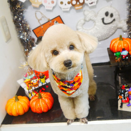 【本店】2020年10月3日のワンちゃん達♪