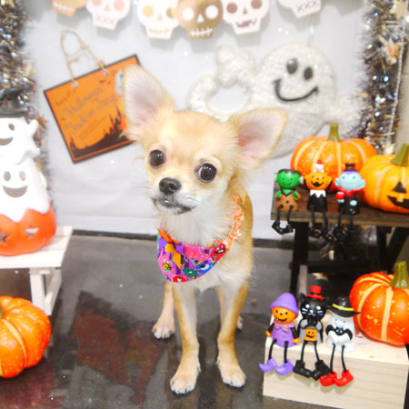 【本店】2020年10月4日のワンちゃん達♪