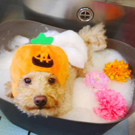 【本店】2020年10月5日のワンちゃん達♪