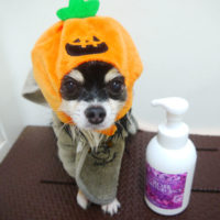 【本店】2020年10月8日のワンちゃん達♪