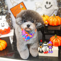 【本店】2020年10月9日のワンちゃん達♪