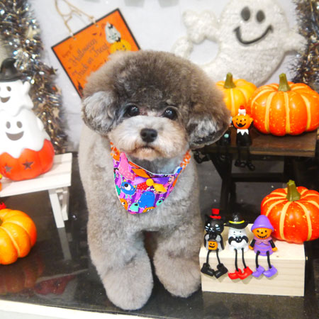 【本店】2020年10月9日のワンちゃん達♪