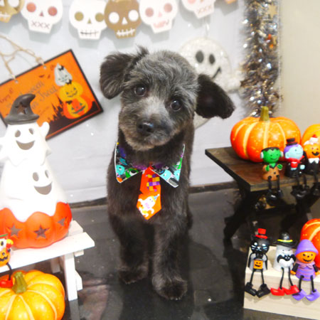 【本店】2020年10月10日のワンちゃん達♪