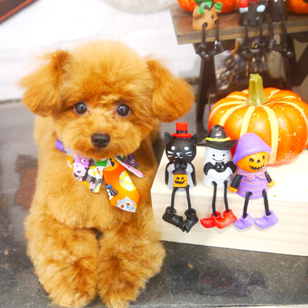 【本店】2020年10月11日のワンちゃん達♪