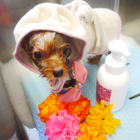 【本店】2020年10月12日のワンちゃん達♪