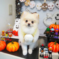 【本店】2020年10月15日のワンちゃん達♪