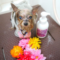 【本店】2020年10月16日のワンちゃん達♪