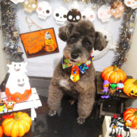 【本店】2020年10月17日のワンちゃん達♪