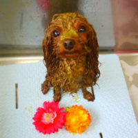 【本店】2020年10月18日のワンちゃん達♪