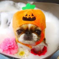 【本店】2020年10月19日のワンちゃん達♪