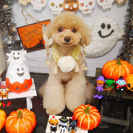 【本店】2020年10月22日のワンちゃん達♪