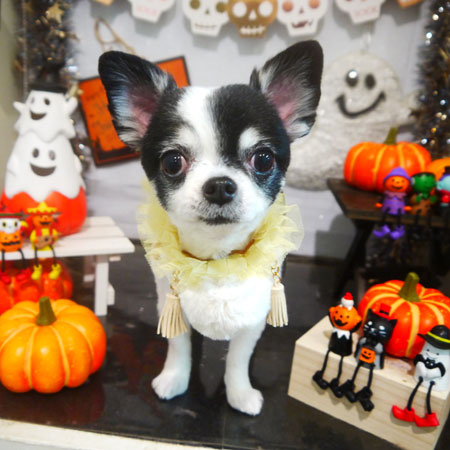 【本店】2020年10月23日のワンちゃん達♪