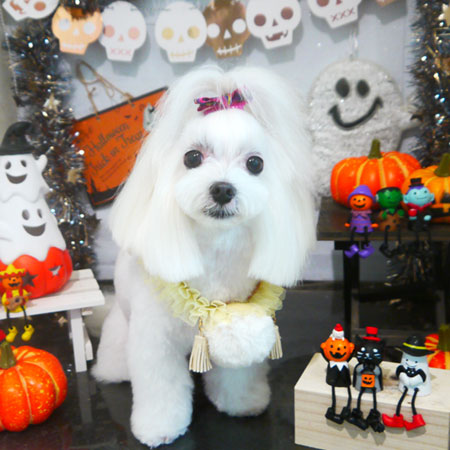 【本店】2020年10月24日のワンちゃん達♪