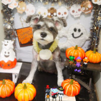 【本店】2020年10月25日のワンちゃん達♪