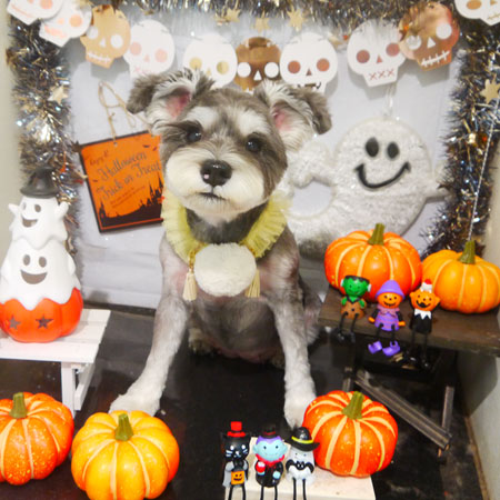 【本店】2020年10月25日のワンちゃん達♪