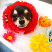 【本店】2020年10月28日のワンちゃん達♪