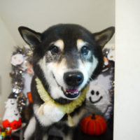 【本店】2020年10月29日のワンちゃん達♪