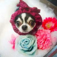 【本店】2020年10月30日のワンちゃん達♪