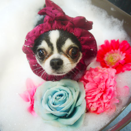 【本店】2020年10月30日のワンちゃん達♪