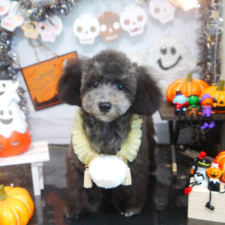 【本店】2020年10月31日のワンちゃん達♪