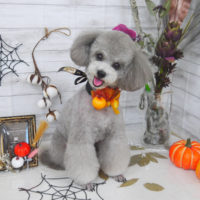 【 山手店】2020年10月1日のワンちゃん達♪