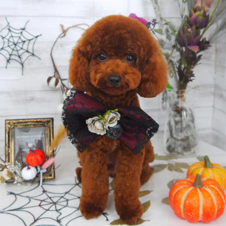 【山手店】2020年10月2日のワンちゃん達♪