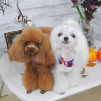 【山手店】2020年10月3日のワンちゃん達♪