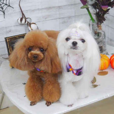 【山手店】2020年10月3日のワンちゃん達♪