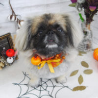 【山手店】2020年10月4日のワンちゃん達♪