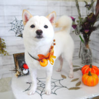 【山手店】2020年10月5日のワンちゃん達♪