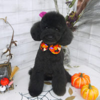 【山手店】2020年10月9日のワンちゃん達♪