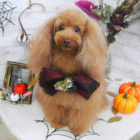 【山手店】2020年10月10日のワンちゃん達♪