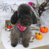 【山手店】2020年10月11日のワンちゃん達♪