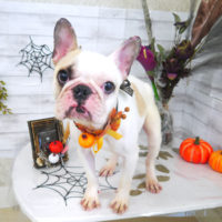 【山手店】2020年10月12日のワンちゃん達♪