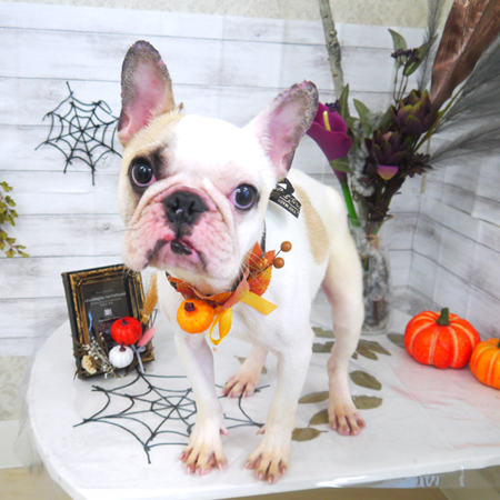 【山手店】2020年10月12日のワンちゃん達♪