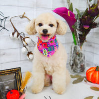 【山手店】2020年10月15日のワンちゃん達♪