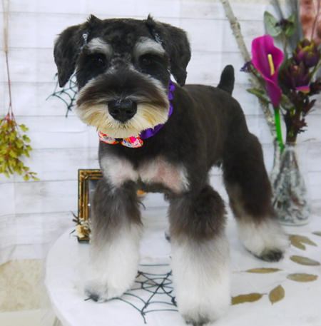 【山手店】2020年10月16日のワンちゃん達♪