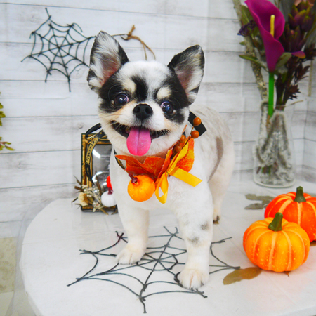 【山手店】2020年10月17日のワンちゃん達♪