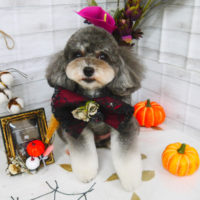 【山手店】2020年10月18日のワンちゃん達♪