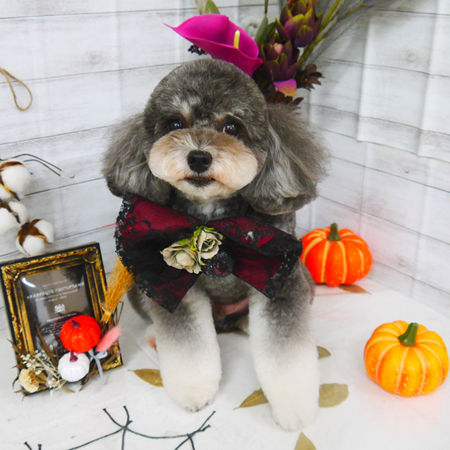 【山手店】2020年10月18日のワンちゃん達♪