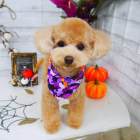 【山手店】2020年10月19日のワンちゃん達♪