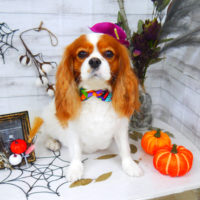 【山手店】2020年10月22日のワンちゃん達♪