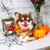 【山手店】2020年10月23日のワンちゃん達♪