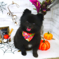 【山手店】2020年10月24日のワンちゃん達♪