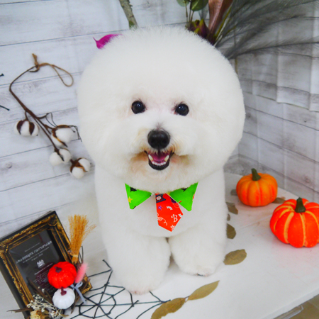 【山手店】2020年10月25日のワンちゃん達♪