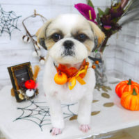 【山手店】2020年10月26日のワンちゃん達♪