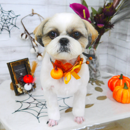 【山手店】2020年10月26日のワンちゃん達♪