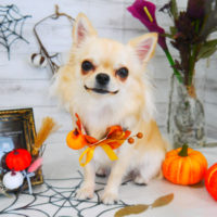 【山手店】2020年10月28日のワンちゃん達♪